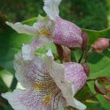 Catalpa fargesii (2)